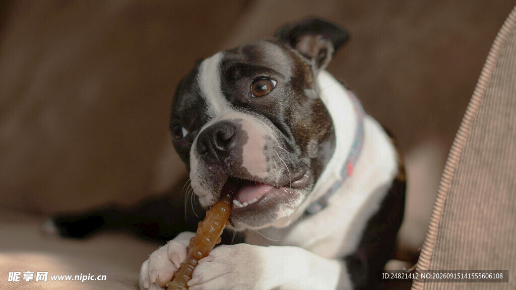 可爱斗牛犬啃咬美味骨头