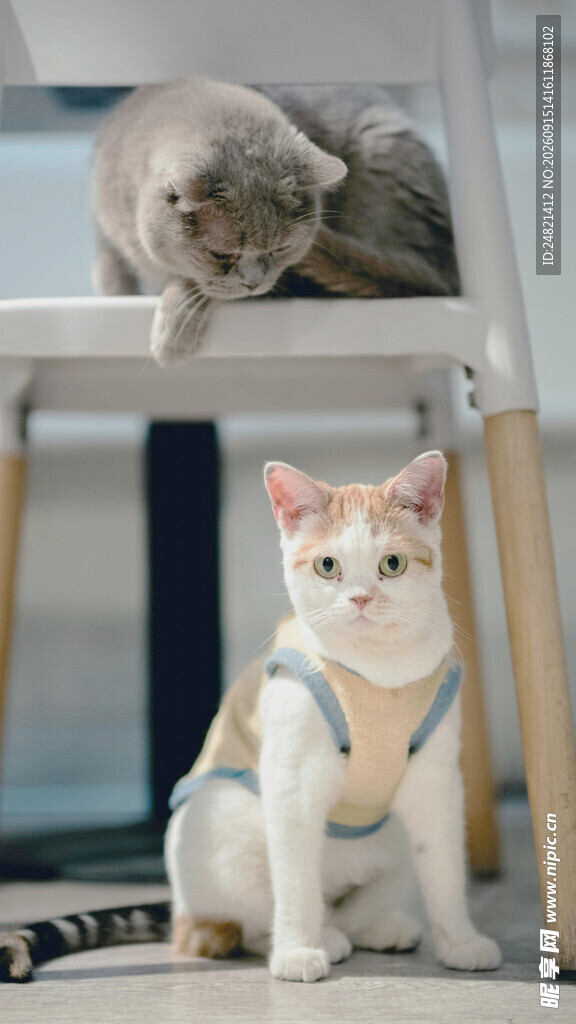 两只可爱猫咪温馨同框