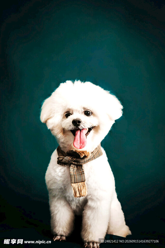 可爱比熊犬吐舌微笑