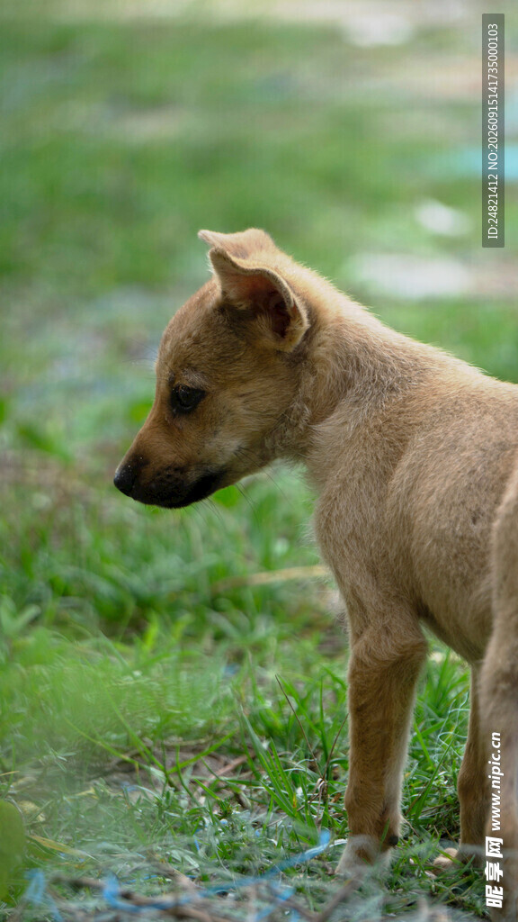 田野中的可爱棕色幼犬
