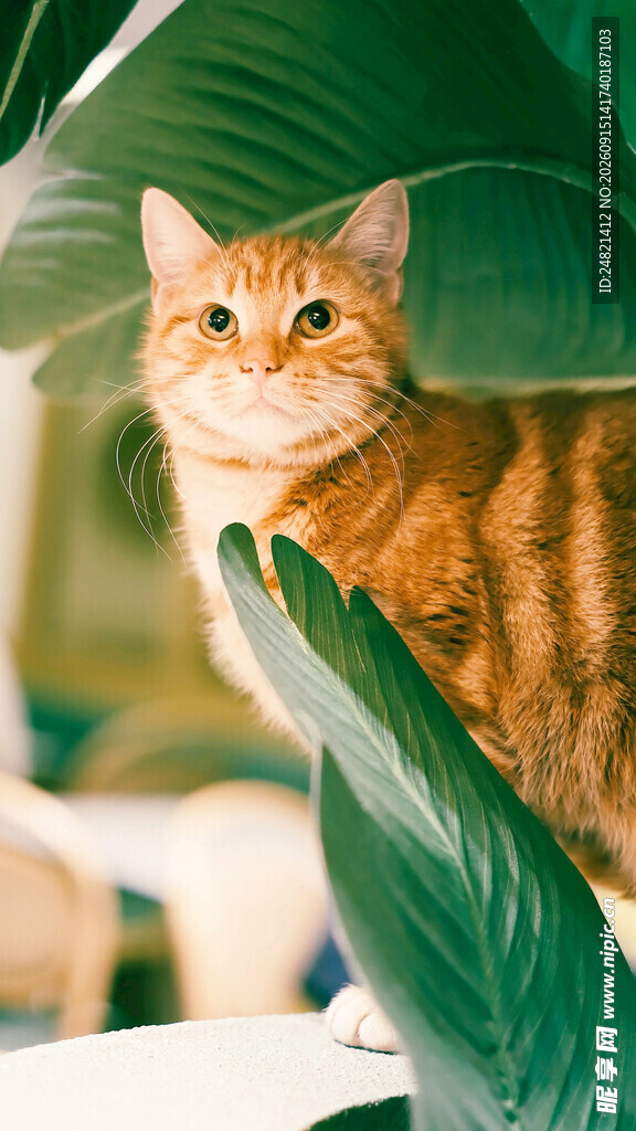 橘猫躲在绿叶间张望
