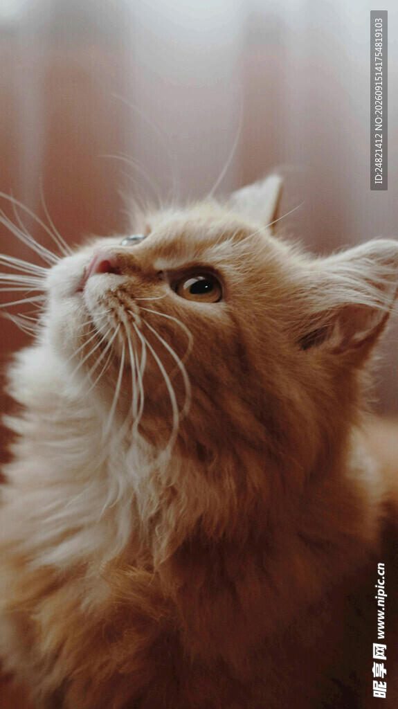 仰头的橘色长毛猫咪