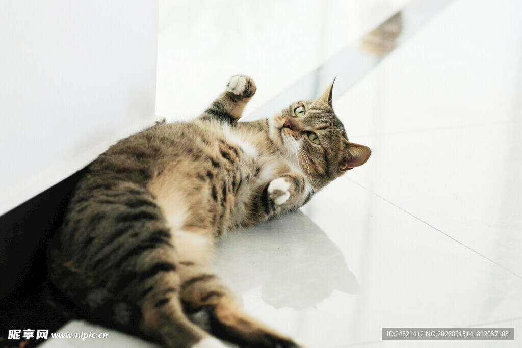 猫咪躺地玩逗猫棒