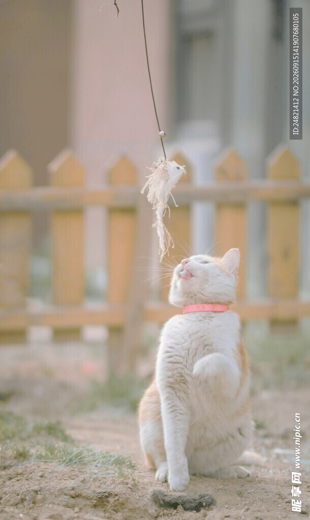户外玩耍的可爱猫咪