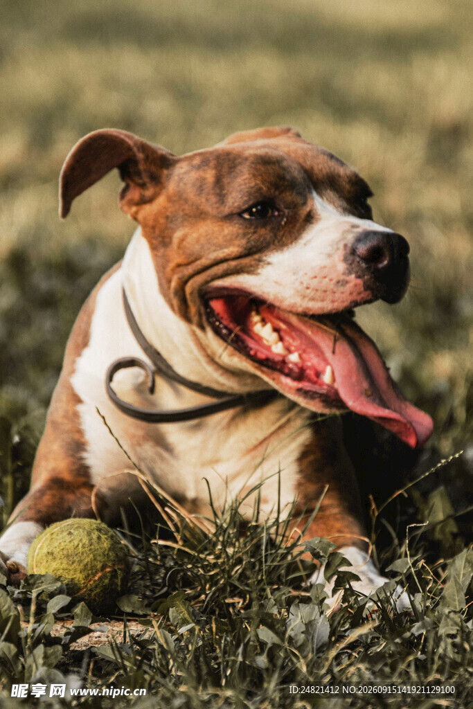 趴草地的可爱斗牛犬