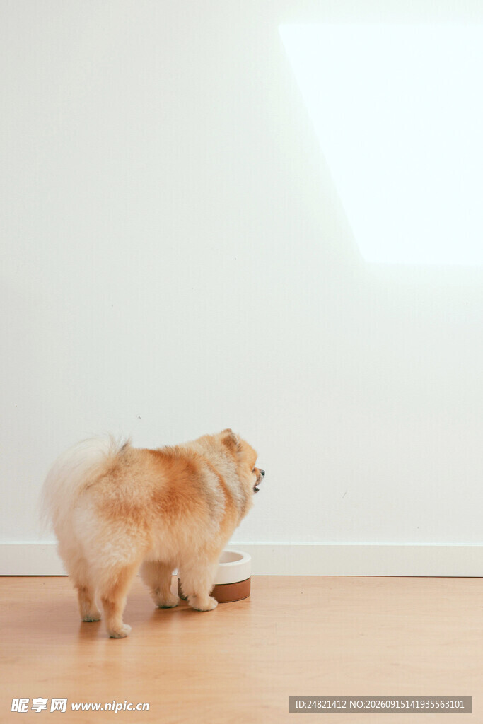 博美犬在室内玩耍