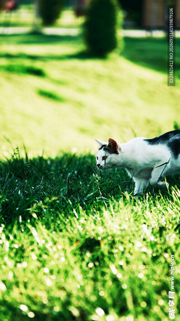 草地上玩耍的可爱小猫