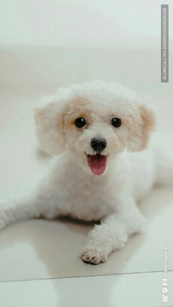 可爱比熊犬趴地卖萌