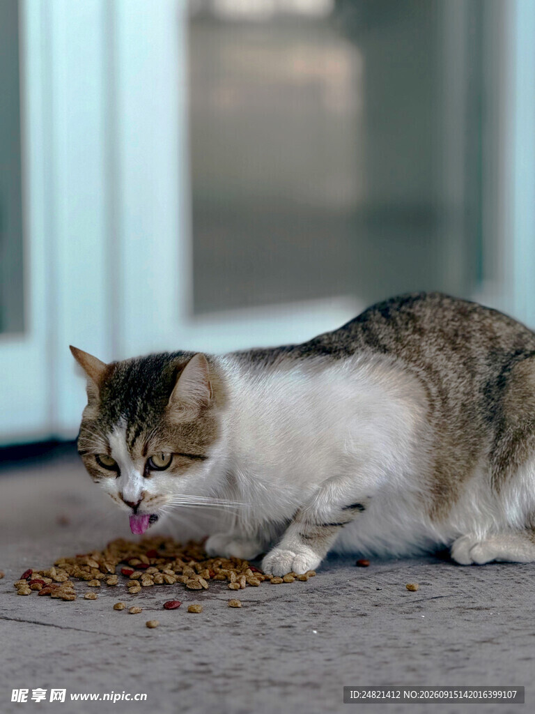 猫咪专注享用美味猫粮