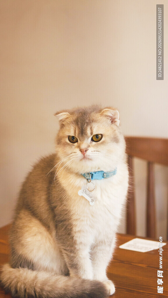 可爱猫咪端坐木椅