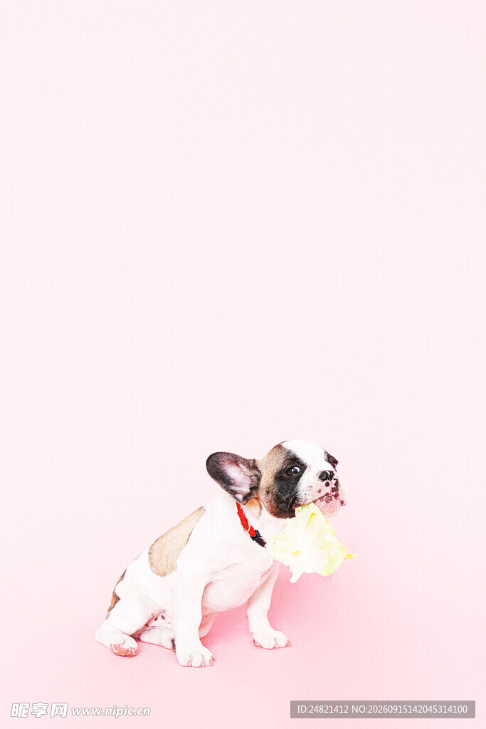 粉色背景下的可爱法斗犬
