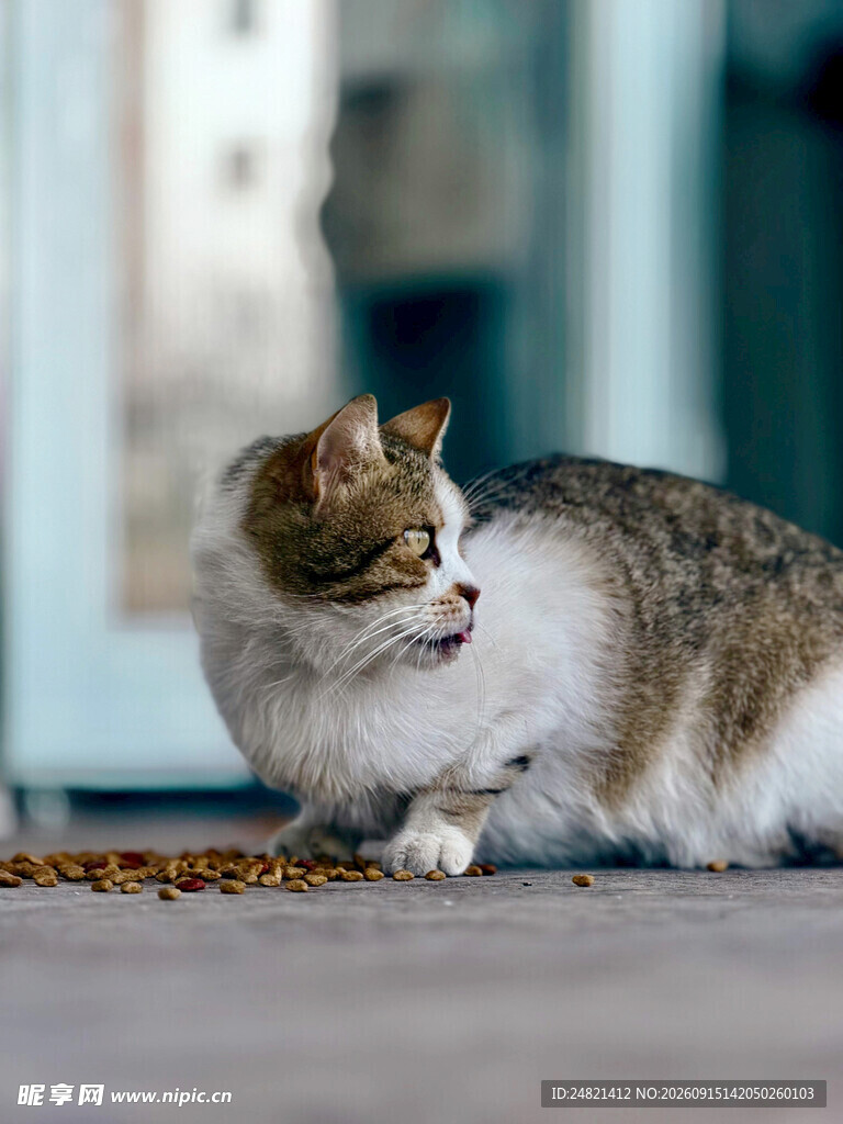 街边可爱猫咪回望瞬间