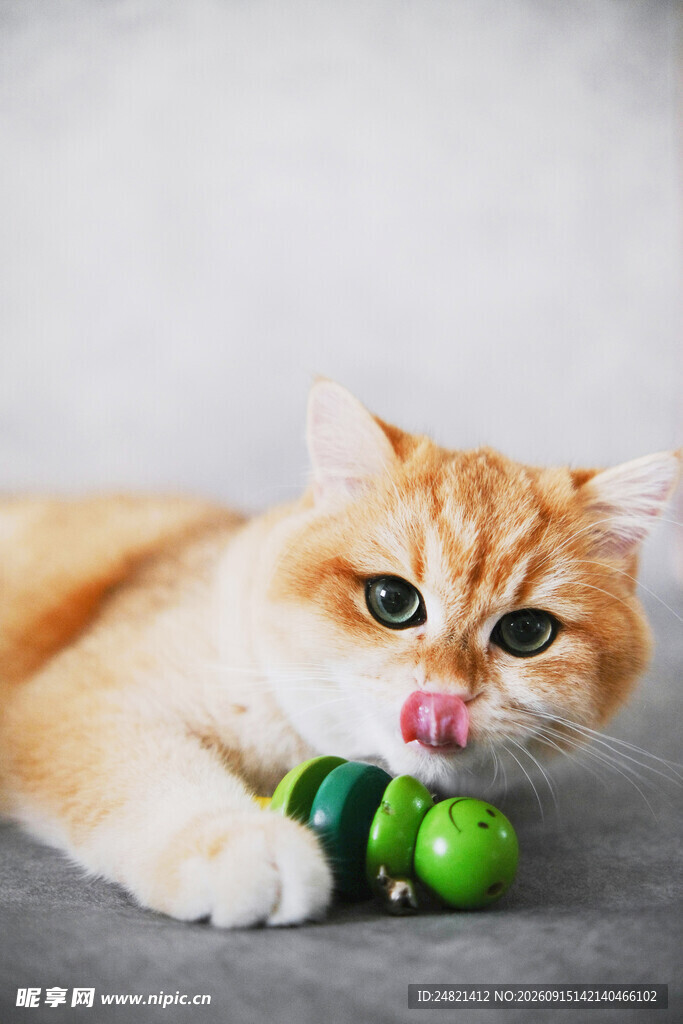 橘猫玩绿色小球超可爱