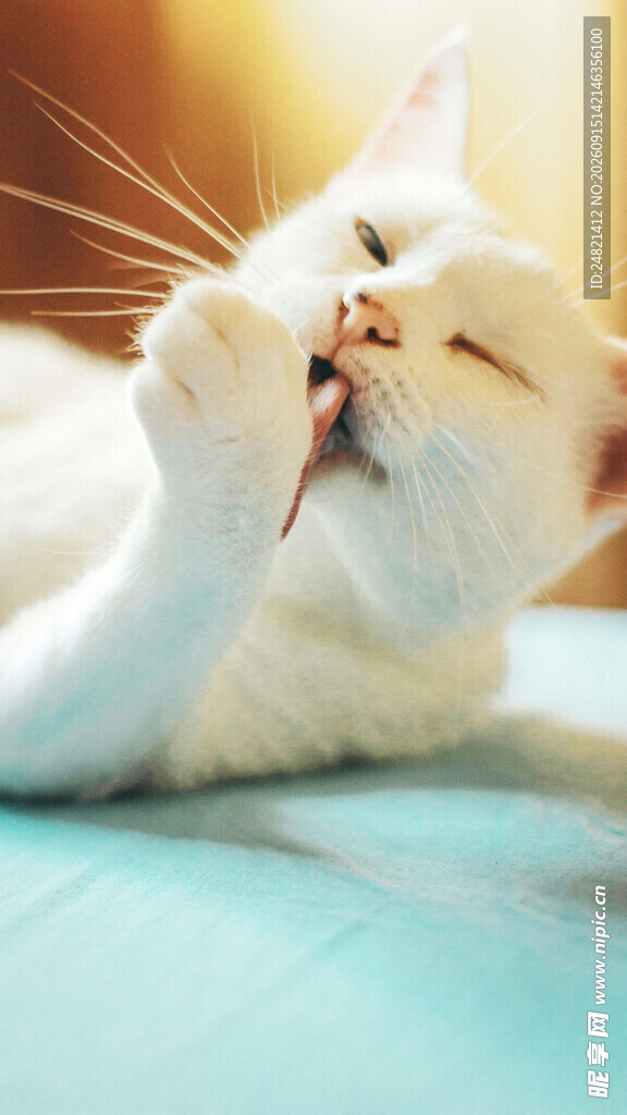 猫咪惬意舔毛瞬间