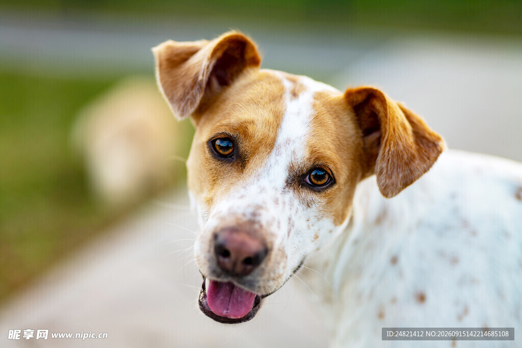 斑点萌犬吐舌可爱模样