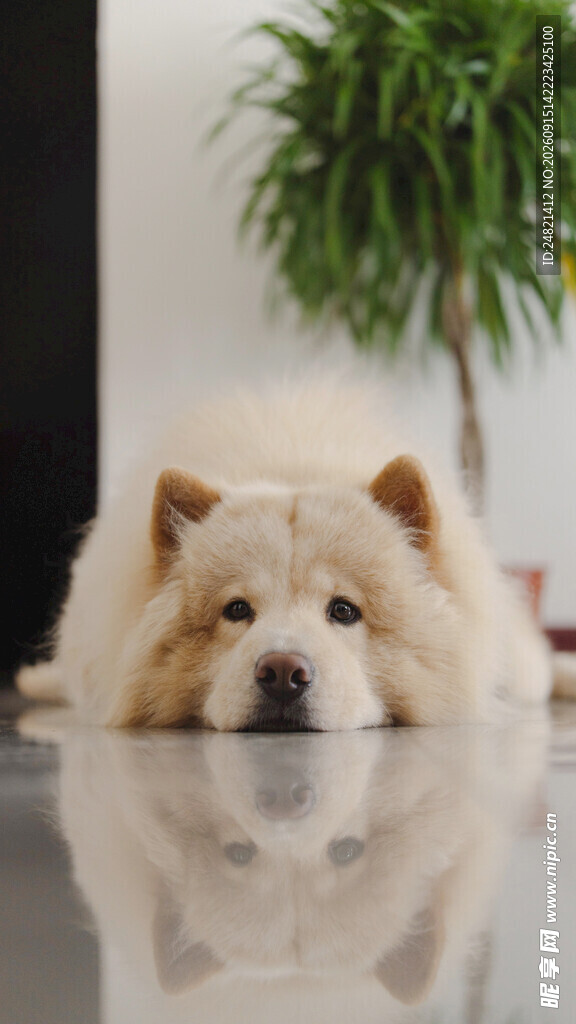 趴着的可爱松狮犬