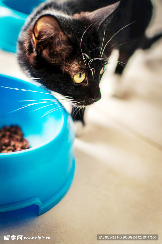 黑猫探头看蓝色食盆