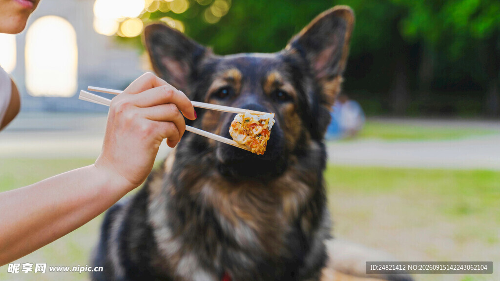 给狗狗刷牙的温馨瞬间