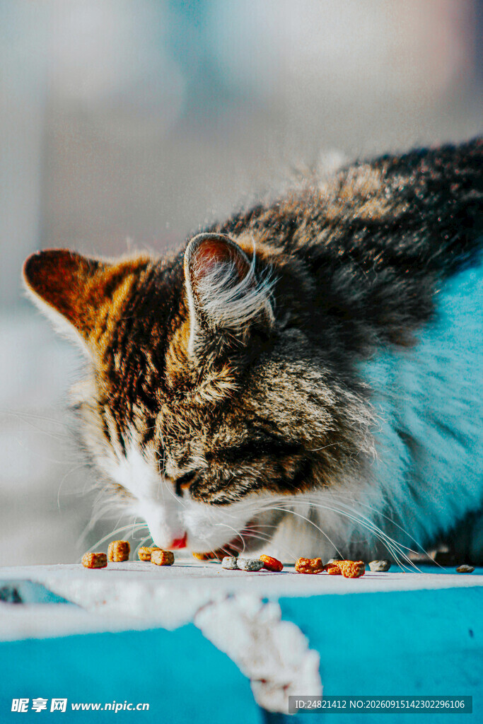 猫咪低头享用美味食物