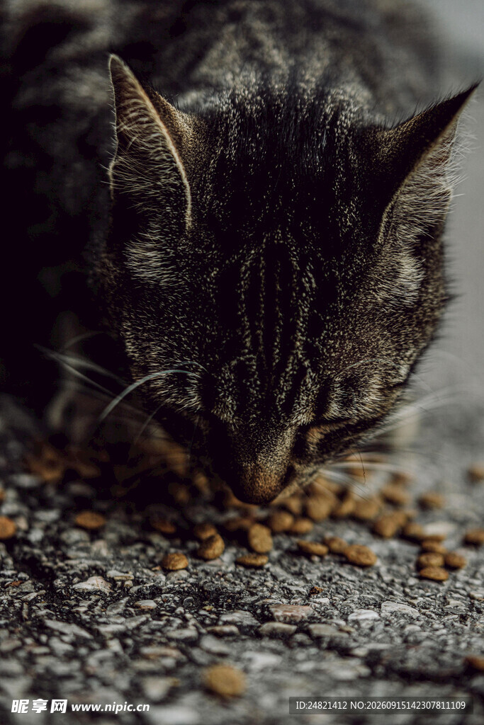 猫咪低头享用美味猫粮