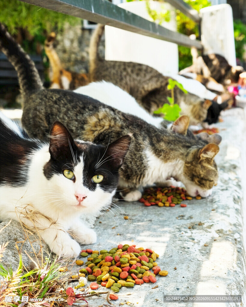 猫咪享用美味猫粮
