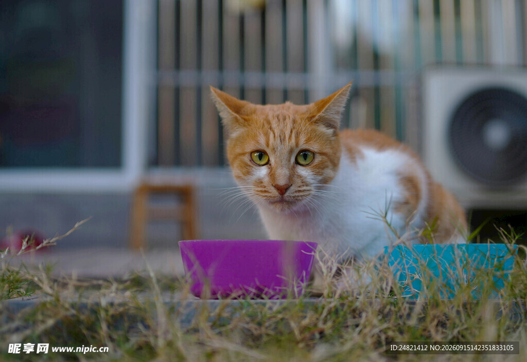 橘猫在户外玩彩色物件