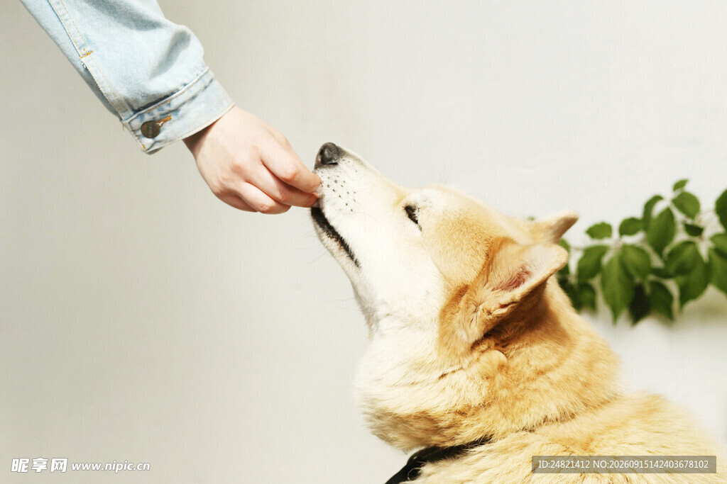 主人喂食可爱的柯基犬