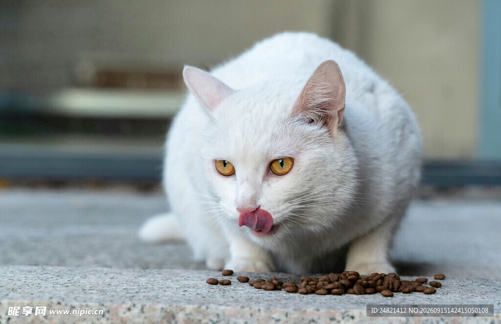 白猫低头舔食地上猫粮