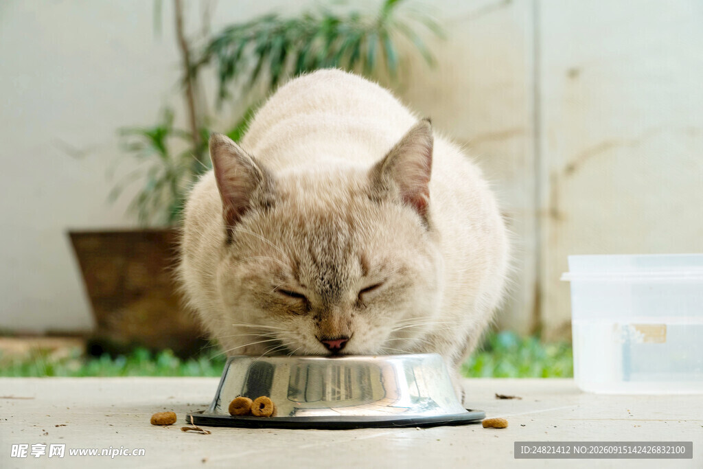 猫咪低头享用碗中食物