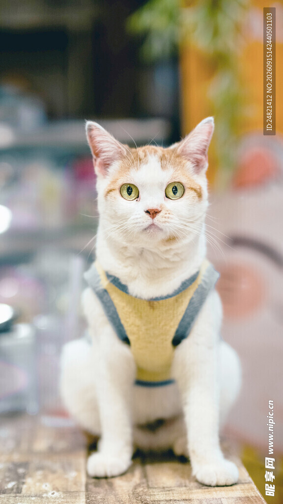可爱萌猫穿背带