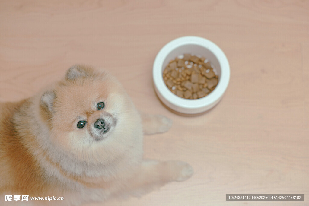 博美犬与食物碗