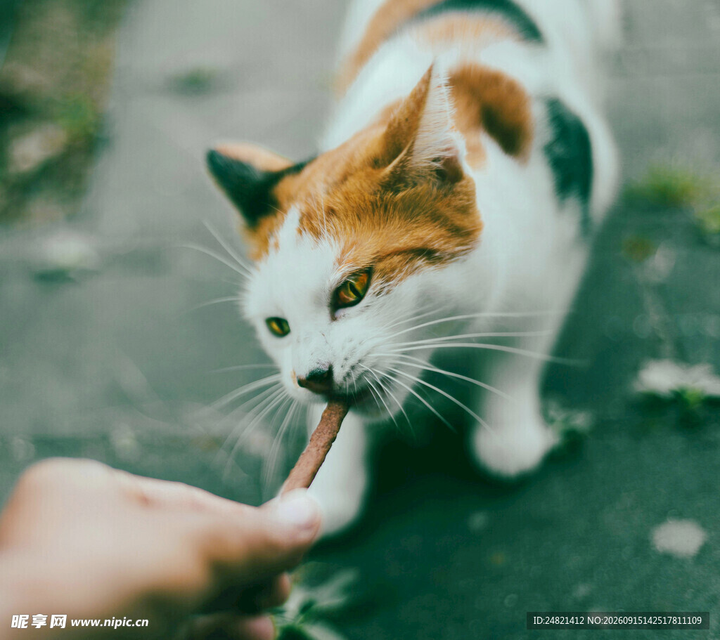 猫咪惬意舔食手中食物
