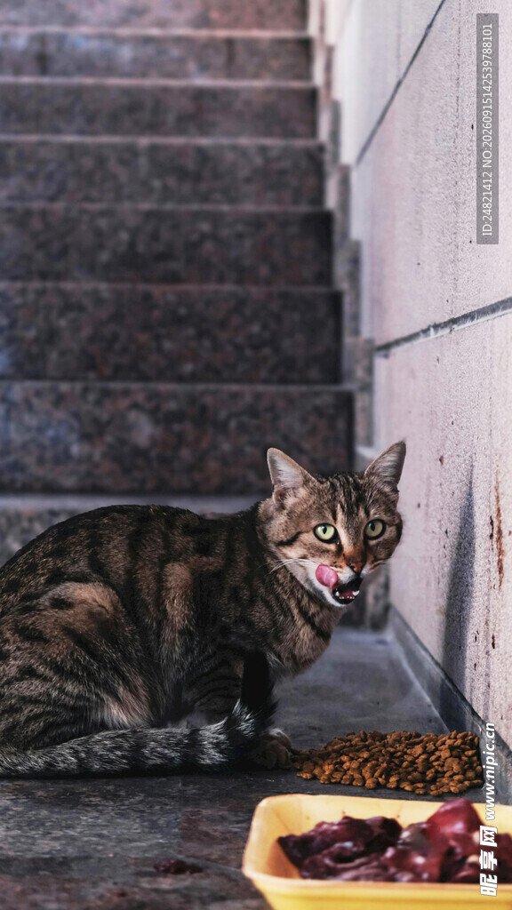 楼梯下猫咪享用美食