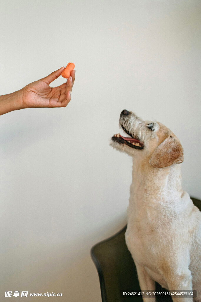 逗金毛犬玩耍瞬间