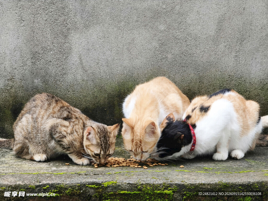 猫咪们低头享用食物