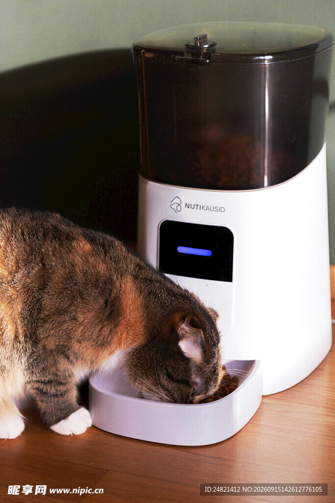 猫咪使用自动喂食器进食