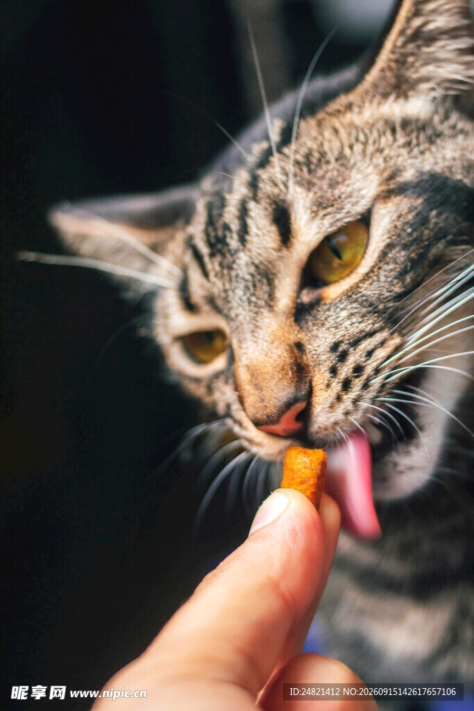 猫咪被喂零食瞬间