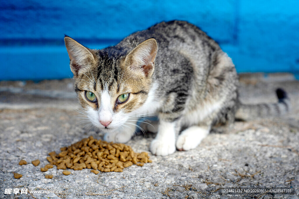 猫咪专注进食猫粮
