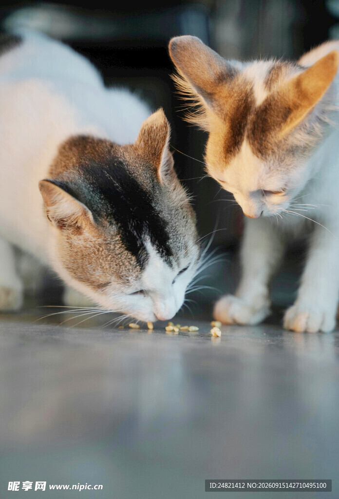 三只猫咪低头进食瞬间