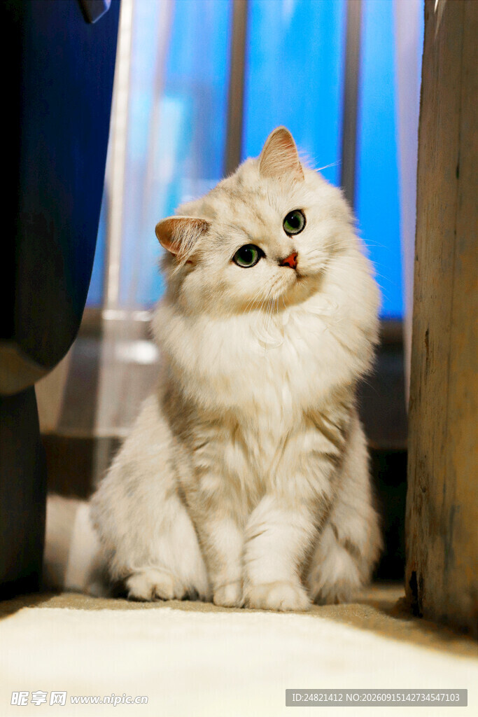 可爱长毛猫端坐