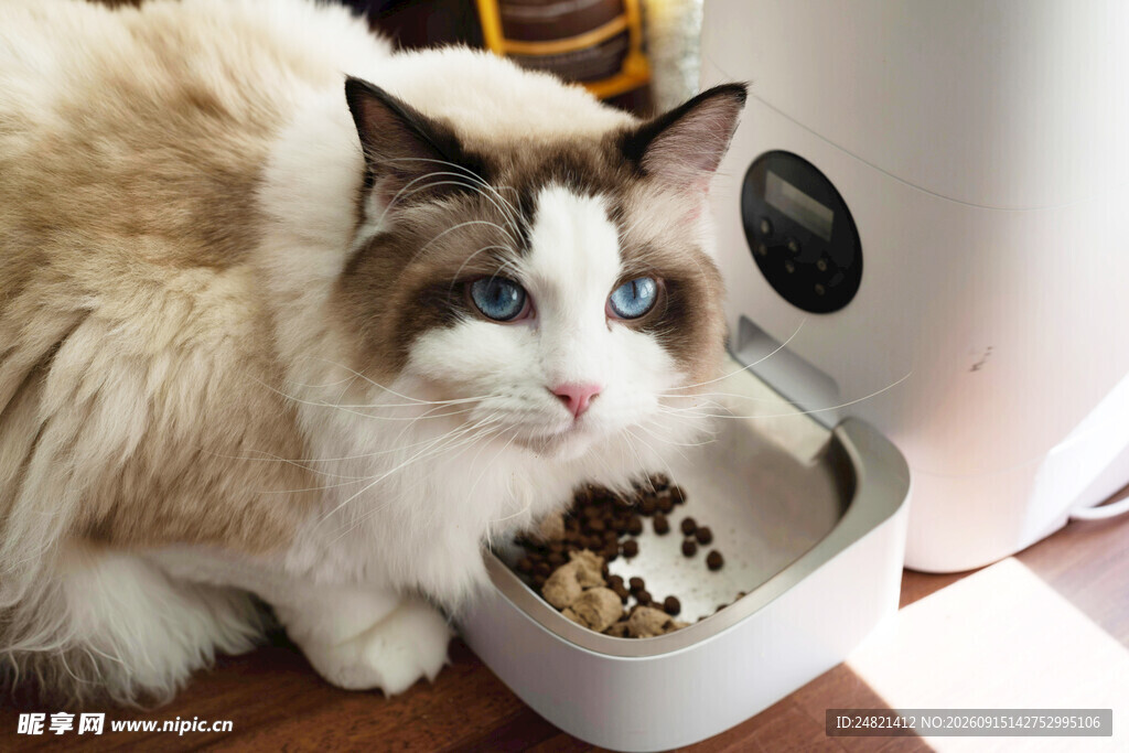 布偶猫享用美味猫粮