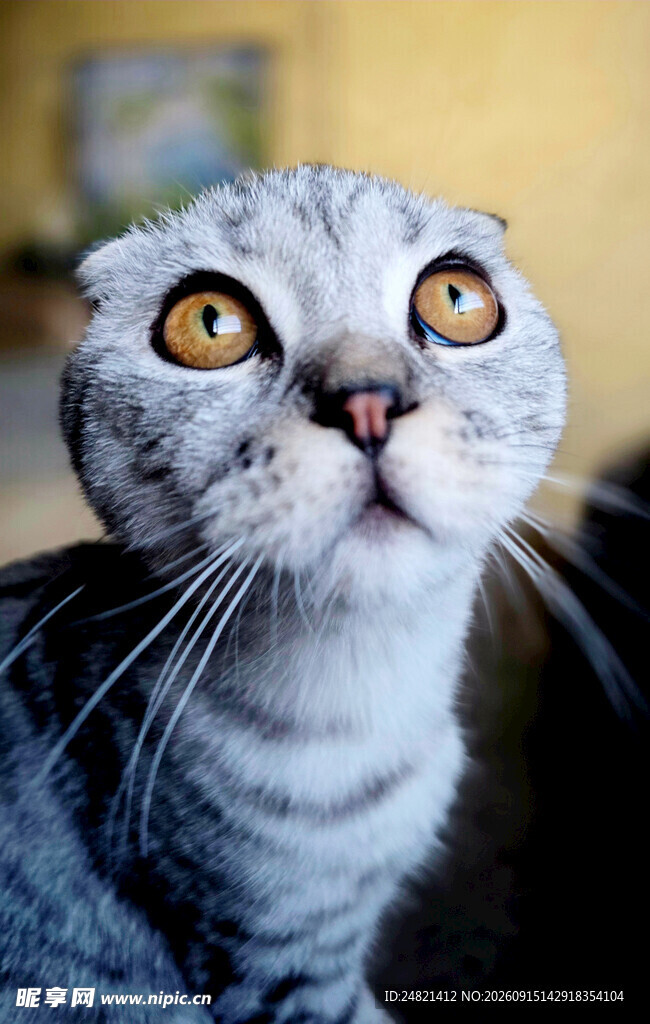 好奇的灰猫抬头凝视