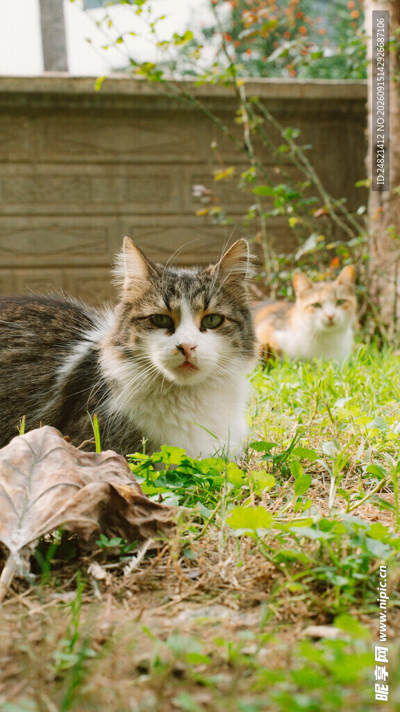草地上的可爱猫咪
