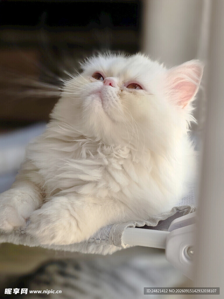 慵懒猫咪惬意仰头