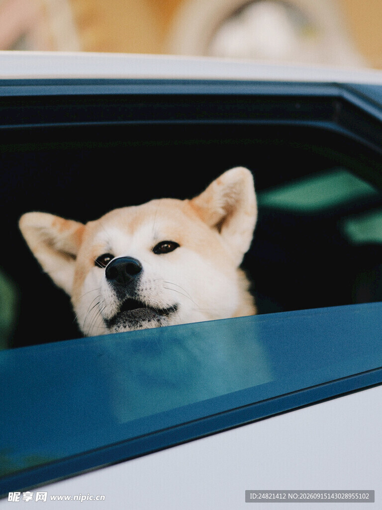 柴犬探出头的惬意瞬间