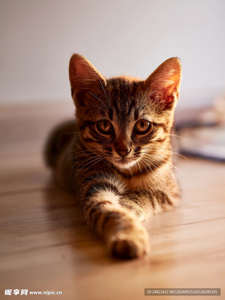 趴着的可爱斑纹小猫