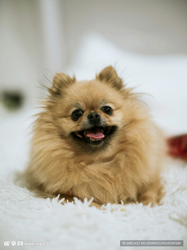 可爱博美犬惬意躺卧
