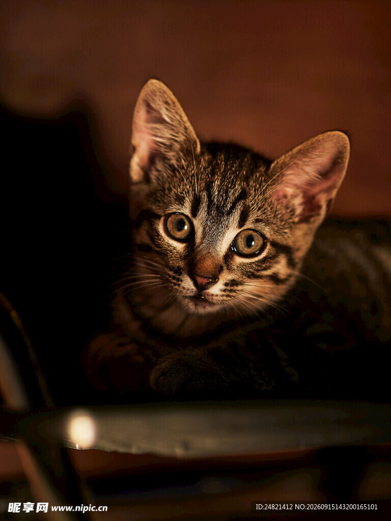 可爱小猫躲在角落张望