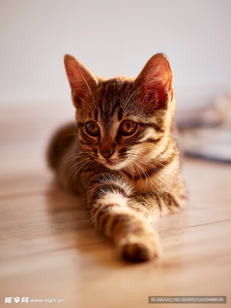 可爱小猫趴木地板