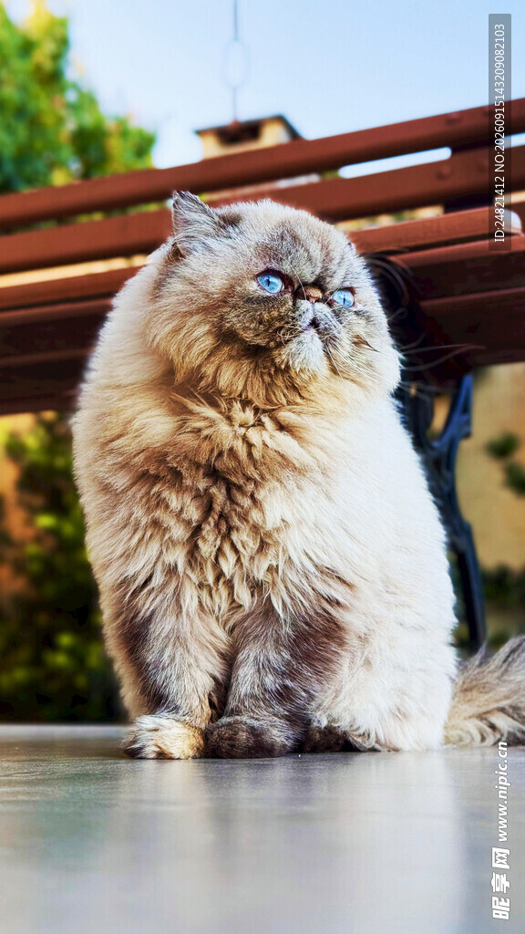 可爱长毛猫安静蹲坐